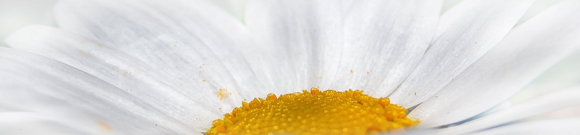 Planet Of Magic Profile Banner