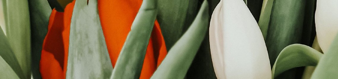 Scarlet Flower Profile Banner