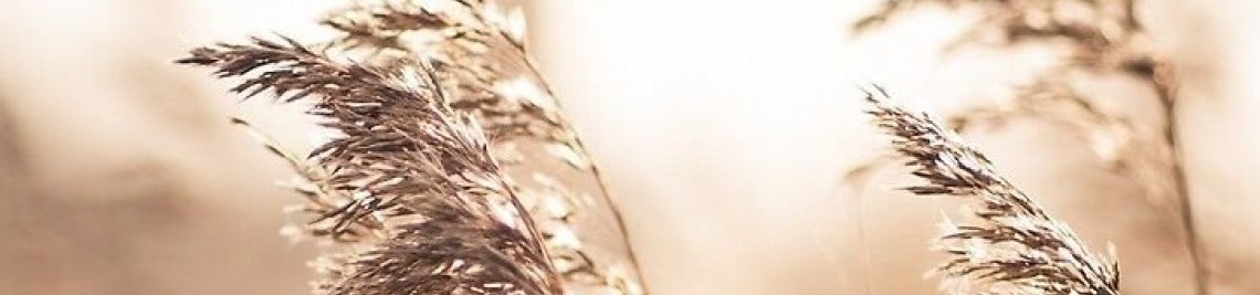 Lenasi Profile Banner