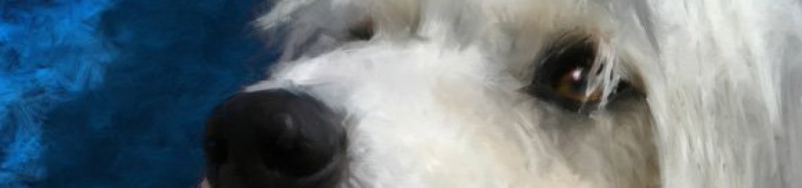 TriPodDog Profile Banner